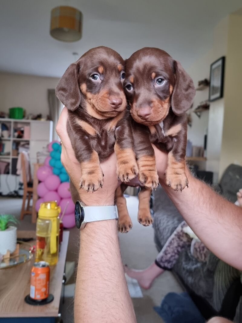 Miniture dachshund pups for sale in Bulford Camp, Wiltshire