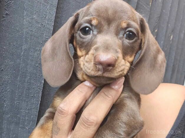 Miniture Dachshunds for sale in Wolverhampton, West Midlands