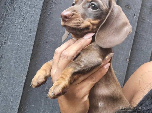 Dachshunds for sale in Wolverhampton, West Midlands