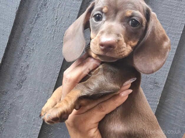 Dachshund Puppies for sale in West Midlands