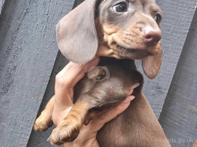 Dachshund Puppies for sale