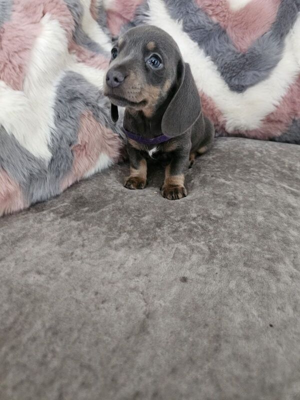 Miniture daschund puppies blue/tan for sale in Barnsley, South Yorkshire