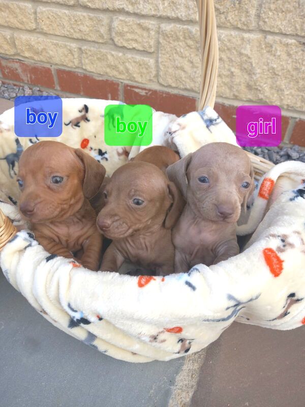 Dachshunds for sale in Offenham, Worcestershire