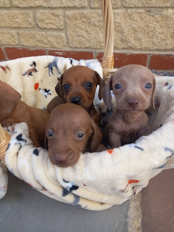 Dachshund Puppies for sale in Worcestershire