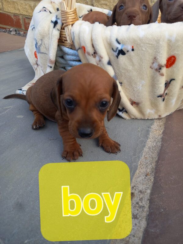 Dachshund Puppies for sale