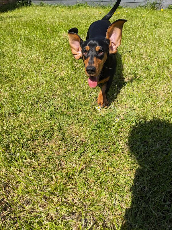 Minnie black and tan miniature daschund for sale in DN17 4RP - Image 2