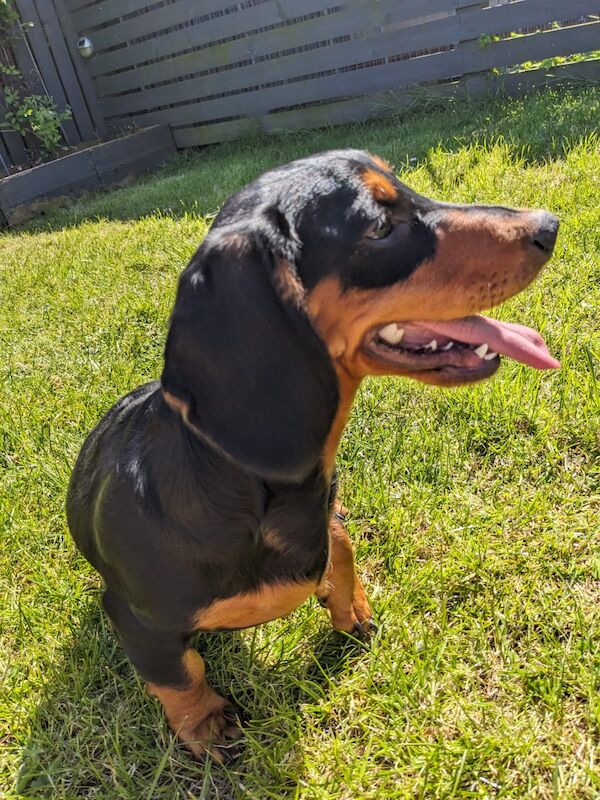 Minnie black and tan miniature daschund for sale in DN17 4RP - Image 3