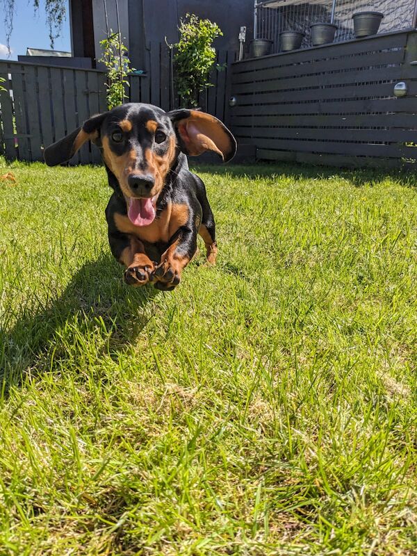 Dachshund Puppies for sale