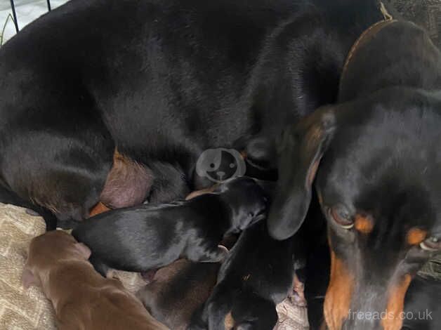 Minnie sausage puppys for sale in Edinburgh, City of Edinburgh