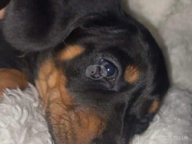 Mix of both full size and miniature dachshund puppies. for sale in Peterborough, Cambridgeshire