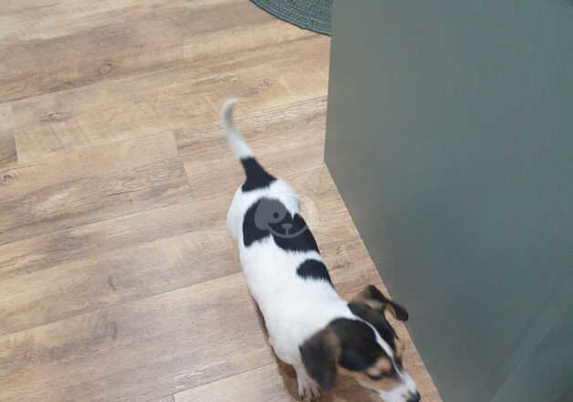 Mixed dashound/jackrussel for sale in Bargod or Bargoed, Caerphilly