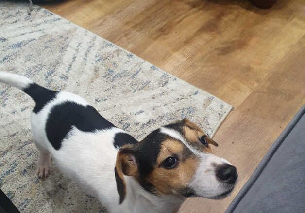 Mixed dashound/jackrussel for sale in Bargod or Bargoed, Caerphilly - Image 2