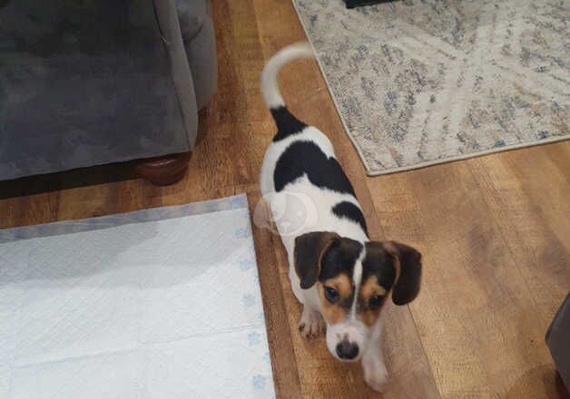 Mixed dashound/jackrussel for sale in Bargod or Bargoed, Caerphilly - Image 3