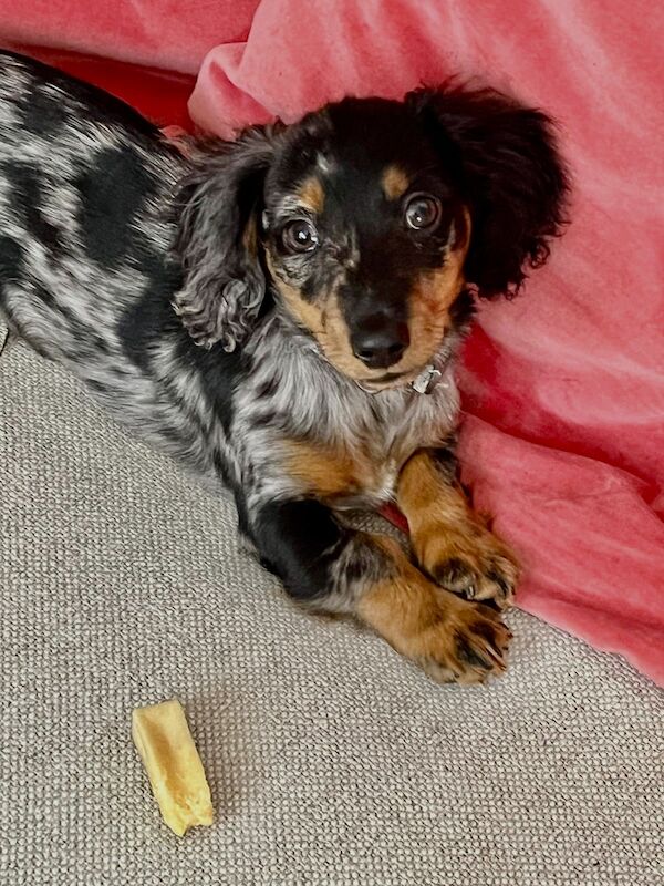 Dachshund Puppies for sale in London 