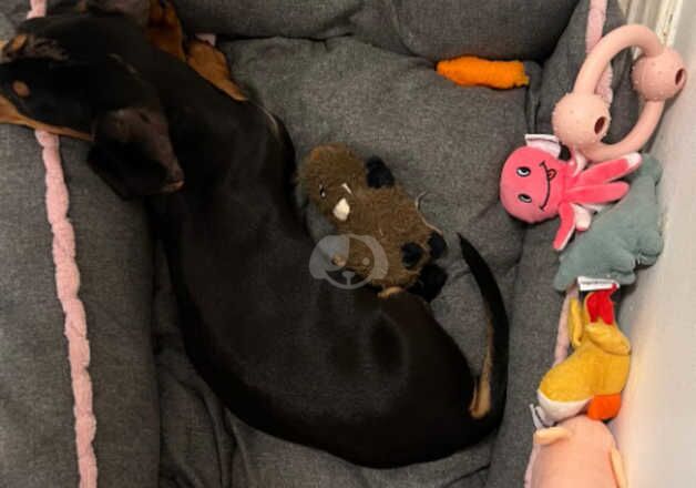 Mminiature Dachshund puppy black & tan female for sale in Salford, Greater Manchester