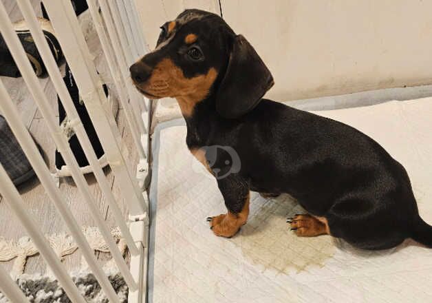 Mminiature Dachshund puppy black & tan female for sale in Salford, Greater Manchester - Image 2