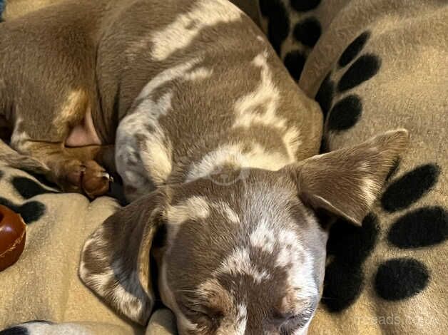 My name is bagel for sale in Chesterfield, Derbyshire - Image 3