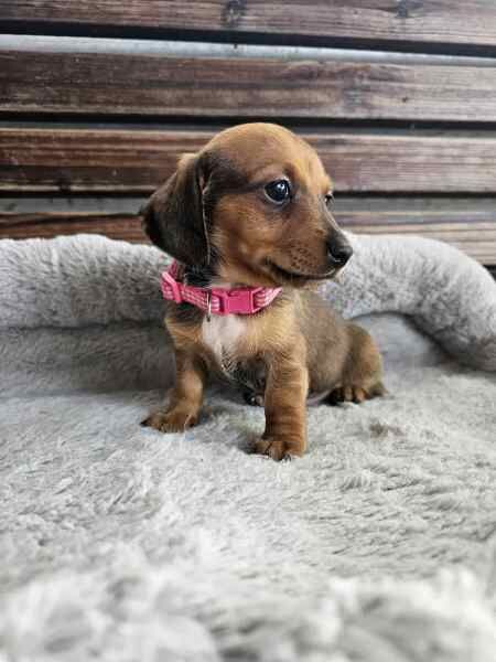 New litter Dachshund puppies for sale in Manchester, Greater Manchester