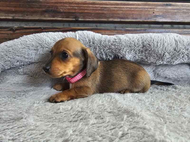 Dachshunds for sale in Manchester, Greater Manchester