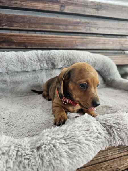 KC Registered Dachshund Puppies for sale in Greater Manchester