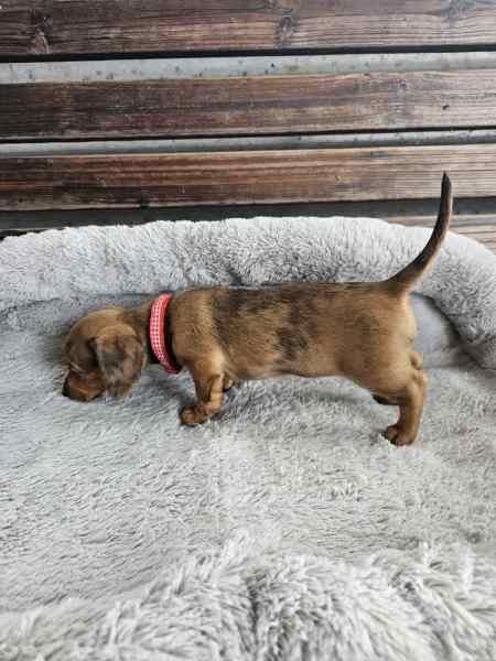 Dachshund Puppies for sale