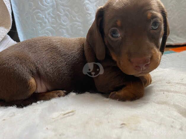 One llittl boy left alone and waiting for his family for sale in Rotherham, South Yorkshire