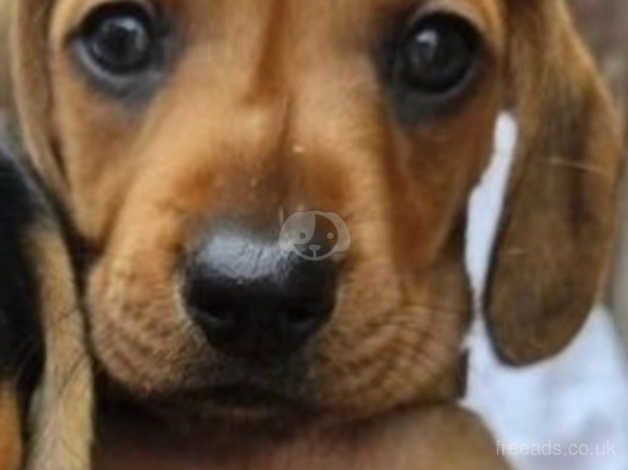 Adorable Dachshund Puppies 2x Beautiful boys left for sale in Colchester, Essex