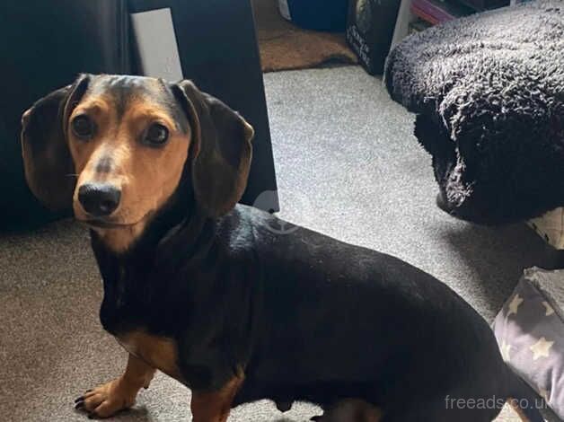 Adorable Dachshund Puppies 2x Beautiful boys left for sale in Colchester, Essex - Image 2