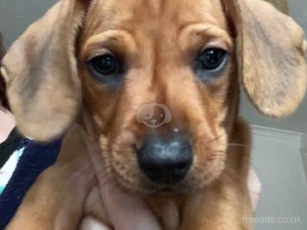 Adorable Dachshund Puppies 2x Beautiful boys left for sale in Colchester, Essex - Image 4