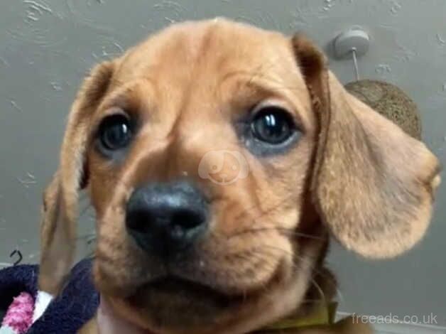 Adorable Dachshund Puppies 2x Beautiful boys left for sale in Colchester, Essex - Image 5