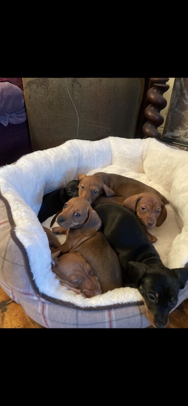 ONLY 1 LEFT - 6 Miniature Dachshund Puppies for sale in Essex - Image 2