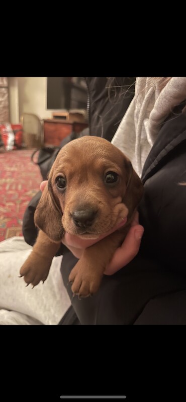 ONLY 1 LEFT - 6 Miniature Dachshund Puppies for sale in Essex - Image 1
