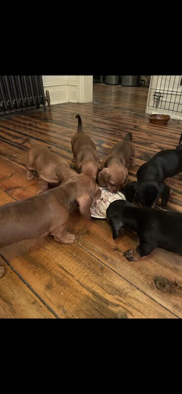 ONLY 1 LEFT - 6 Miniature Dachshund Puppies for sale in Essex - Image 3