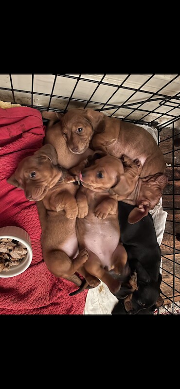 ONLY 1 LEFT - 6 Miniature Dachshund Puppies for sale in Essex - Image 5