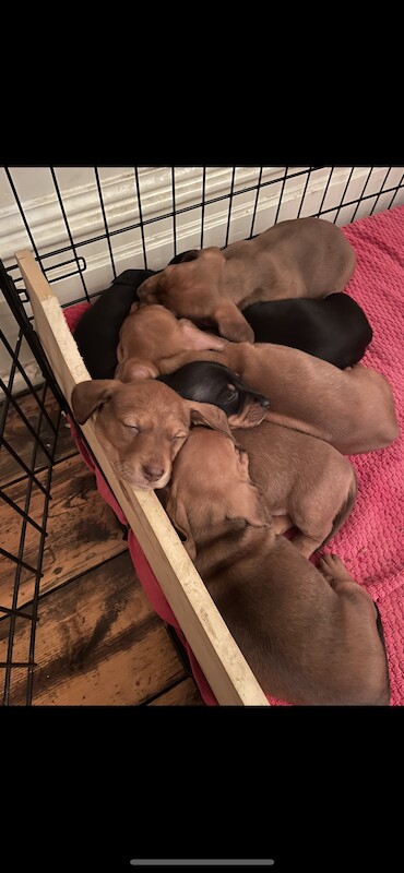 ONLY 1 LEFT - 6 Miniature Dachshund Puppies for sale in Essex - Image 6