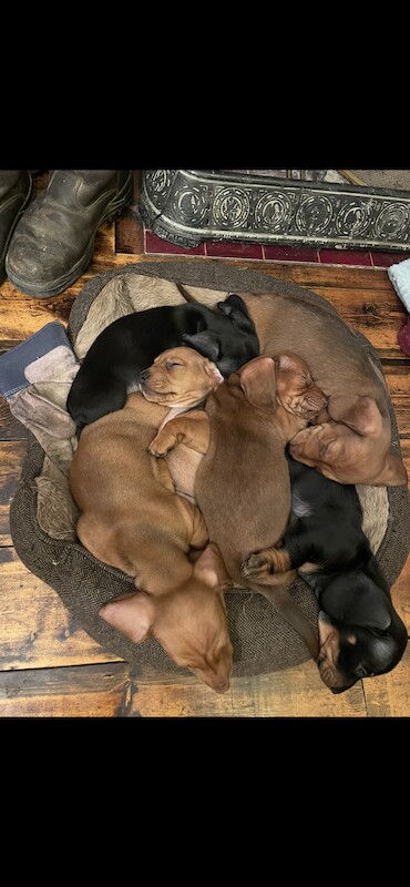 ONLY 1 LEFT - 6 Miniature Dachshund Puppies for sale in Essex - Image 7