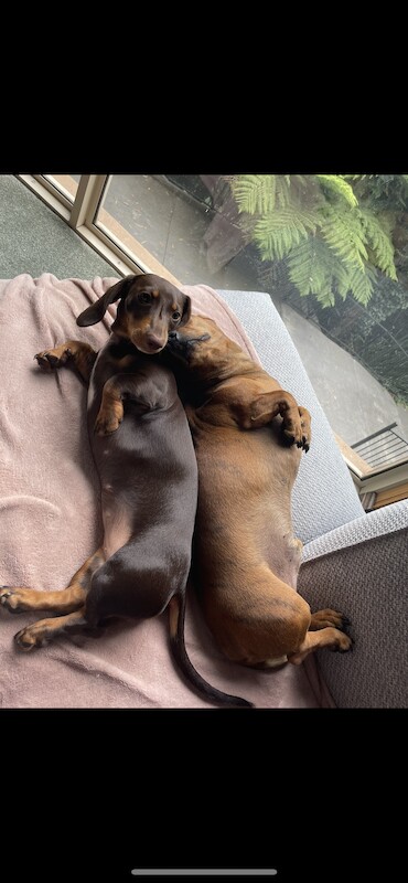 ONLY 1 LEFT - 6 Miniature Dachshund Puppies for sale in Essex - Image 8