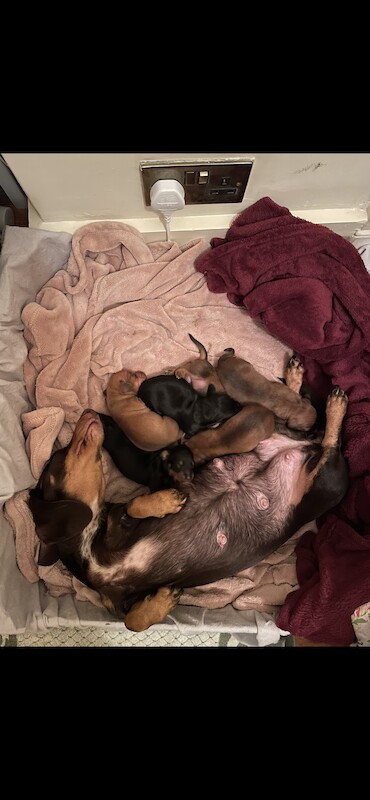 ONLY 1 LEFT - 6 Miniature Dachshund Puppies for sale in Essex - Image 9