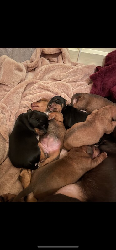 ONLY 1 LEFT - 6 Miniature Dachshund Puppies for sale in Essex - Image 10