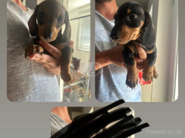 Only 2 left! & Ready to leave! Miniature Dachshunds for sale in Doncaster, South Yorkshire