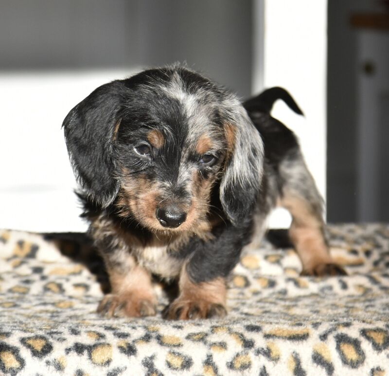 Fully vaccinated - Outstanding dachshund litter for sale in Tarleton, Lancashire - Image 6