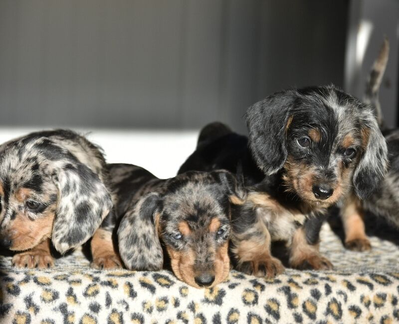 Fully vaccinated - Outstanding dachshund litter for sale in Tarleton, Lancashire - Image 7
