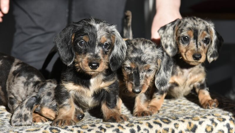 Fully vaccinated - Outstanding dachshund litter for sale in Tarleton, Lancashire - Image 11