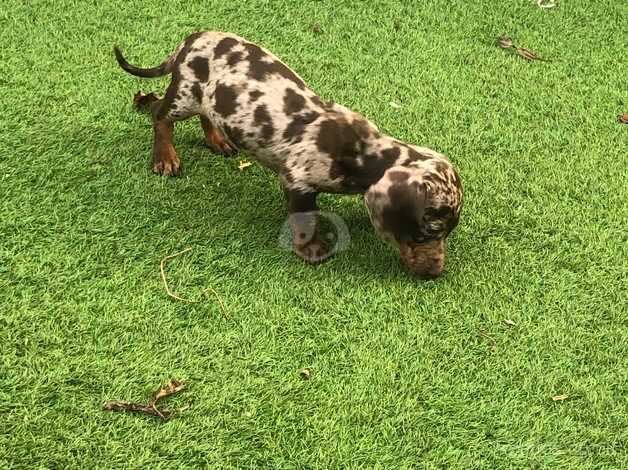 Dachshunds for sale in Bexley, Bexley, Greater London