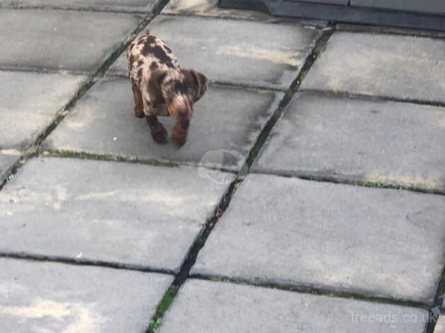 Dachshund Puppies for sale in Greater London