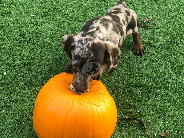 Dachshund Puppies for sale