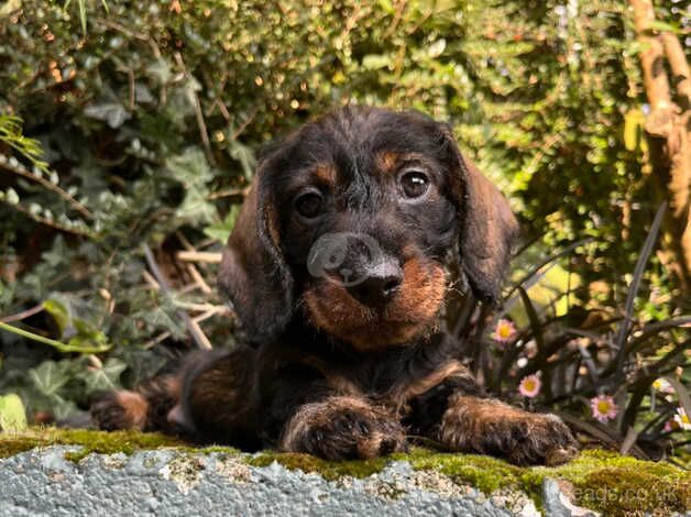 OUTSTANDING KC MINIATURE WIRE DACHSHUNDS for sale in Shrewsbury, Shropshire - Image 1