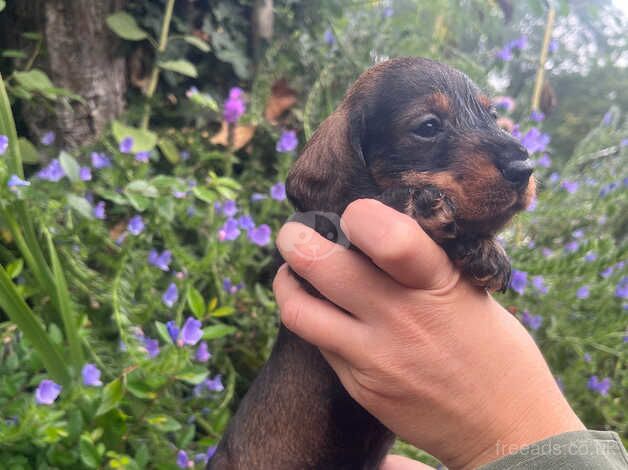 OUTSTANDING KC MINIATURE WIRE DACHSHUNDS for sale in Shrewsbury, Shropshire - Image 2