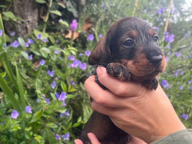 OUTSTANDING KC MINIATURE WIRE DACHSHUNDS for sale in Shrewsbury, Shropshire - Image 3