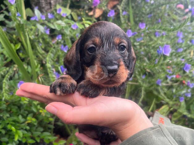 OUTSTANDING KC MINIATURE WIRE DACHSHUNDS for sale in Shrewsbury, Shropshire - Image 4